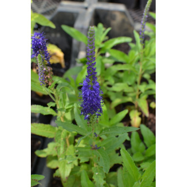 VERONICA \'Blue Indigo\'