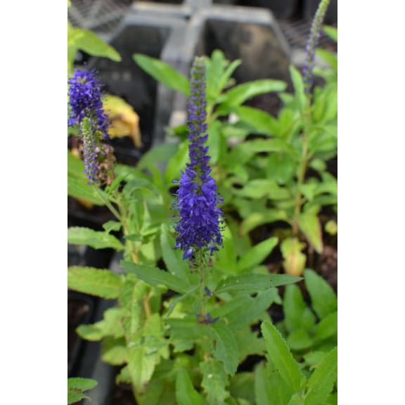 VERONICA 'Blue Indigo'