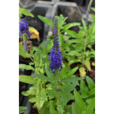 VERONICA \'Blue Indigo\'