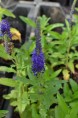 VERONICA 'Blue Indigo'