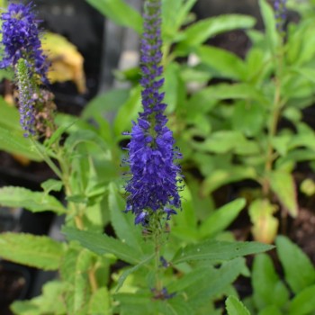 VERONICA &#039;Blue Indigo&#039;