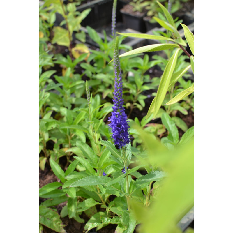 VERONICA 'Blue Indigo'