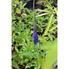 VERONICA 'Blue Indigo'