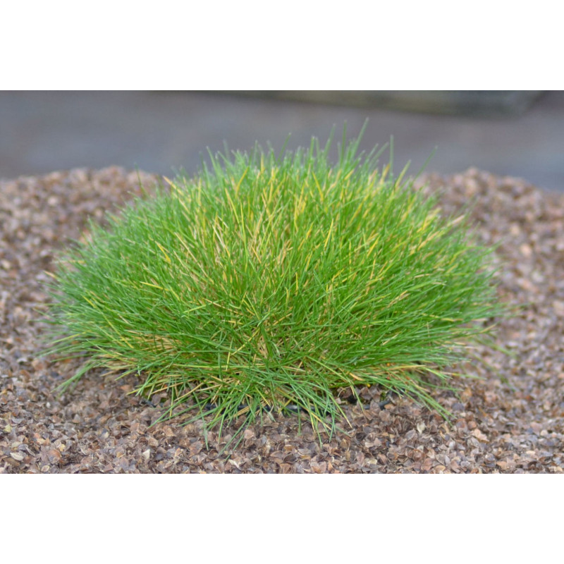 FESTUCA scoparia