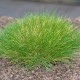 FESTUCA scoparia