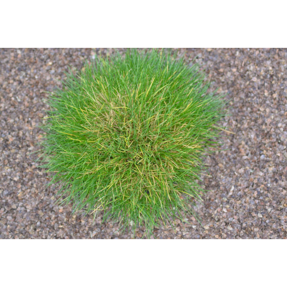 FESTUCA scoparia