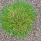 FESTUCA scoparia