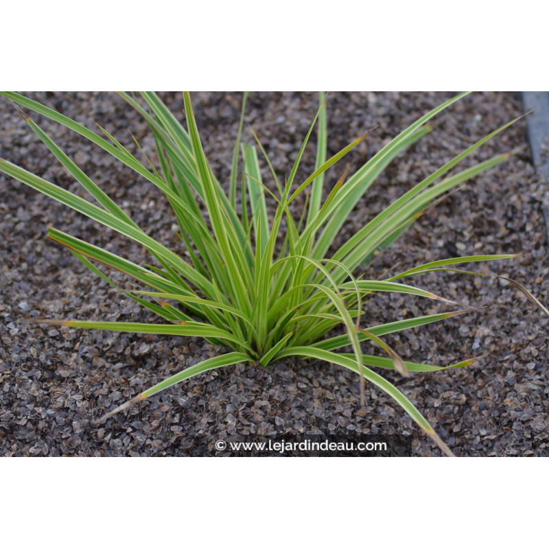 CAREX morrowii 'Fisher's Form'