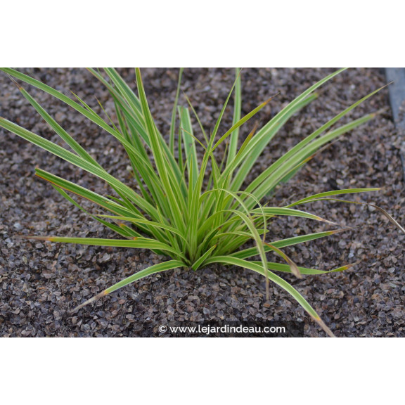 CAREX morrowii 'Fisher's Form'