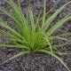 CAREX morrowii 'Fisher's Form'