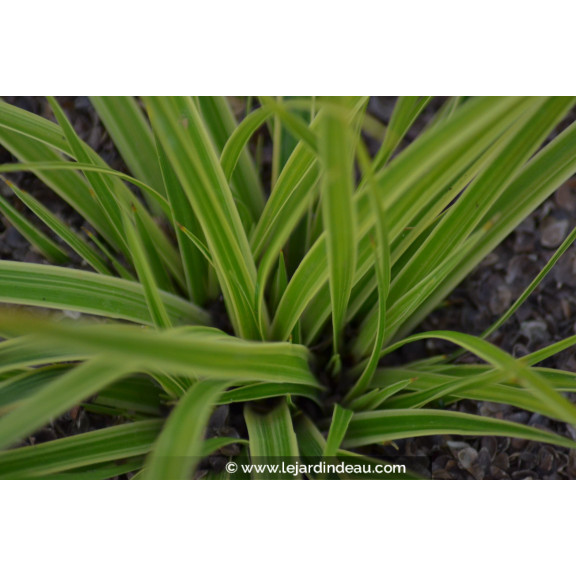 CAREX morrowii 'Fisher's Form'
