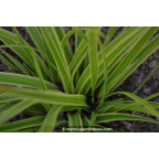 CAREX morrowii 'Fisher's Form'
