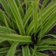 Carex morrowii 'Fisher's Form'
