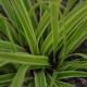 CAREX morrowii 'Fisher's Form'