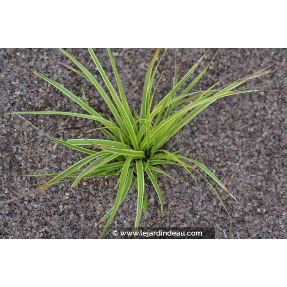 CAREX morrowii 'Fisher's Form'