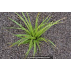 CAREX morrowii 'Fisher's Form'