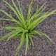 CAREX morrowii 'Fisher's Form'