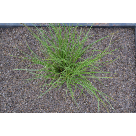 CAREX brunnea 'Variegata'