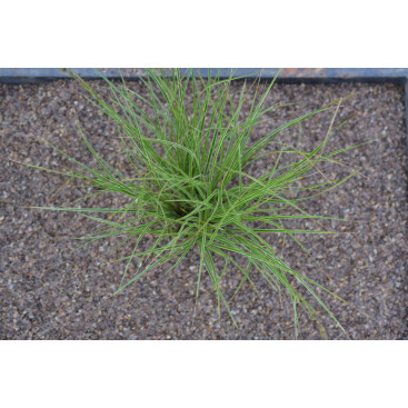 CAREX brunnea \'Variegata\'