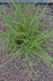 CAREX brunnea 'Variegata'