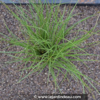 CAREX brunnea &#039;Variegata&#039;