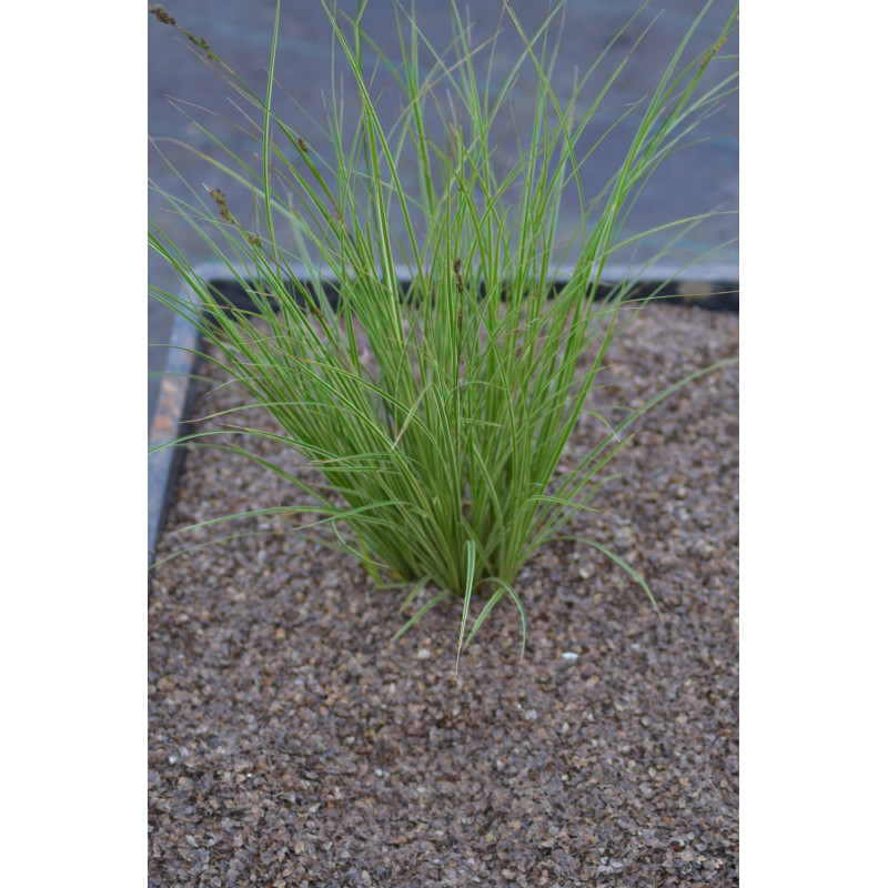 CAREX brunnea 'Variegata'