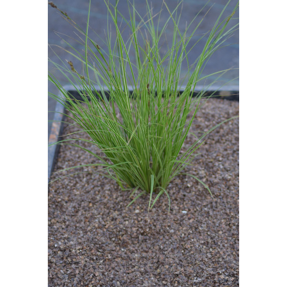 CAREX brunnea 'Variegata'