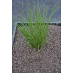 CAREX brunnea 'Variegata'