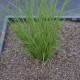 CAREX brunnea 'Variegata'