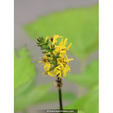 LIGULARIA \'Zepter\'
