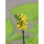LIGULARIA 'Zepter'