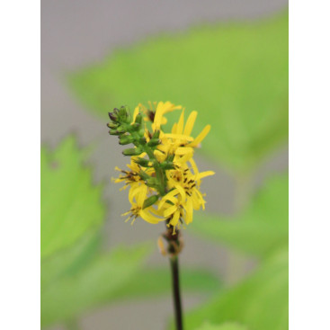 LIGULARIA \'Zepter\'