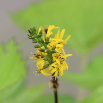 LIGULARIA &#039;Zepter&#039;