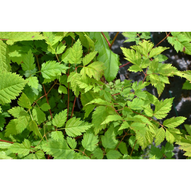 ARUNCUS dioicus 'Horatio'