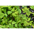 ARUNCUS dioicus 'Horatio'