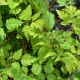 ARUNCUS dioicus 'Horatio'