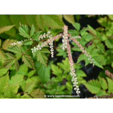 ARUNCUS dioicus \'Horatio\'