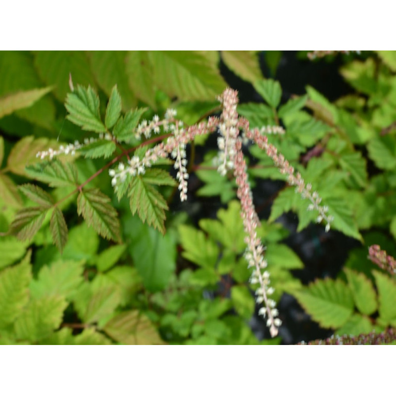 ARUNCUS dioicus 'Horatio'