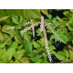 ARUNCUS dioicus 'Horatio'
