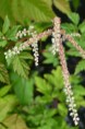 ARUNCUS dioicus 'Horatio'