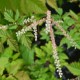 ARUNCUS dioicus 'Horatio'