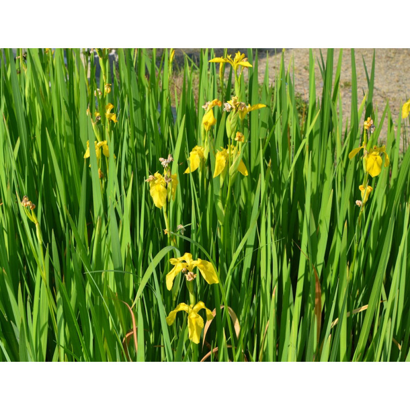IRIS pseudacorus