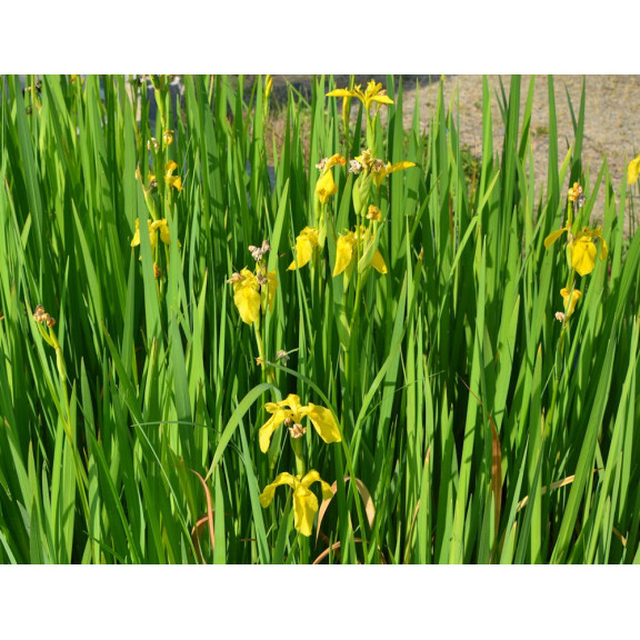 IRIS pseudacorus