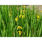 IRIS pseudacorus