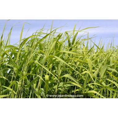 PHRAGMITES australis - Roseau commun /  Common Reed