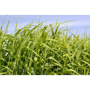 PHRAGMITES australis