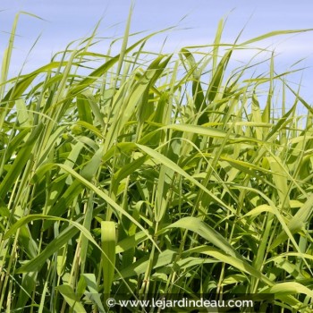 PHRAGMITES australis