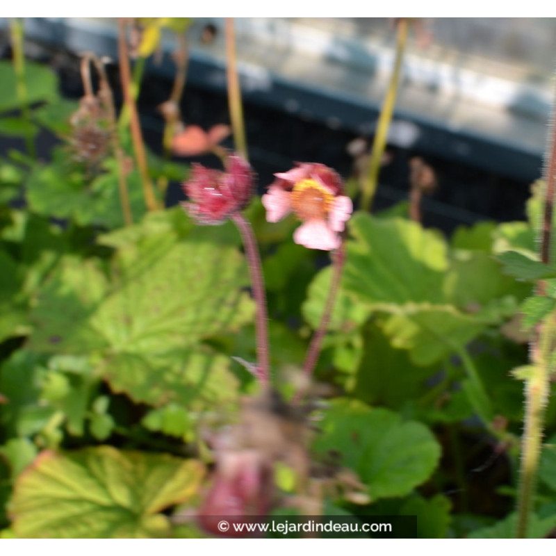 GEUM rivale 'Marmelade'