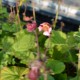 GEUM rivale 'Marmelade'