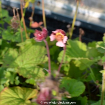 GEUM rivale &#039;Marmelade&#039;